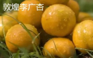 甘肅省酒泉市的特產(chǎn)水果，包括瓜州蜜瓜、瓜州西瓜等種類