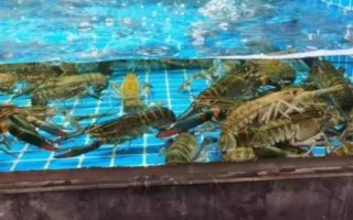養(yǎng)殖澳洲龍蝦的方法，前期應主喂動物性飼料