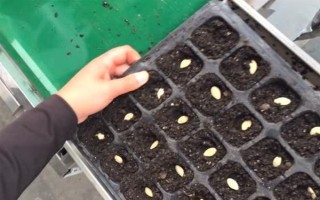 有機(jī)蔬菜種子怎么浸種催芽，用溫水浸泡后再放入容器中并覆蓋濕毛巾