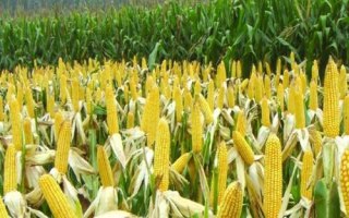 極峰705玉米種子簡介，生育期107天左右