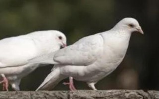 鴿子嗉囊炎的癥狀，患病的鴿子羽毛臟亂、精神沉郁等