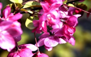 海棠花何時開放，不同品種的花期有區(qū)別
