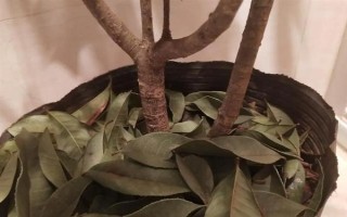 桂花的葉子掉光了還能成活嗎，只要根部沒受損便可活