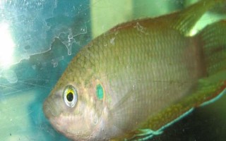 斗魚燒尾的原因，可能是水質(zhì)太差或細(xì)菌感染所致