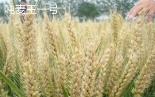 超大穗小麥新品種介紹，常見的有存麥20、山農(nóng)30等