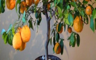 橙子樹盆栽從未結(jié)過果實(shí)的原因，不良天氣、養(yǎng)分不足等都會(huì)導(dǎo)致