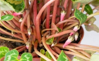 仙客來(lái)花落后如何處理，要對(duì)其進(jìn)行修剪
