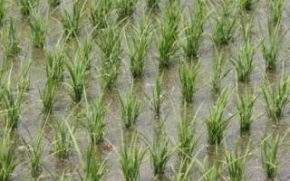 福兩優(yōu)168水稻種子介紹，秧田播種量15千克
