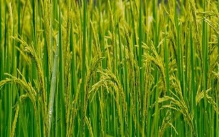 香兩優(yōu)269水稻品種簡介，每畝有效穗數(shù)19.9萬