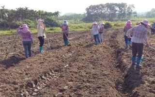 怎么移栽文冠果，定植穴內(nèi)要澆入四分之三的活根水