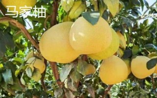 好吃的柚子品種推薦，各有特點(diǎn)