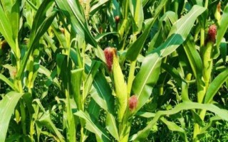 天翊16玉米品種簡介，適宜播種期4月下旬—5月上旬
