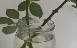 水插玫瑰枝條如何生根，用多菌靈浸泡消毒、涂抹生根粉之后再水培