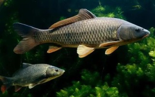 草魚(yú)是不是淡水魚(yú)，屬于典型的淡水魚(yú)類(lèi)