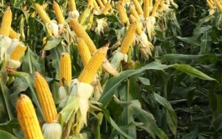 中墾玉21玉米品種簡介，4月下旬至5月上旬播種