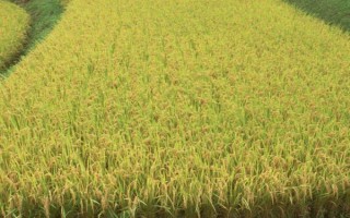 田禾1號(hào)水稻種子特征特性，感溫型常規(guī)稻品種