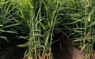 種植生姜如何追肥，除基肥外通常要進(jìn)行三次追肥