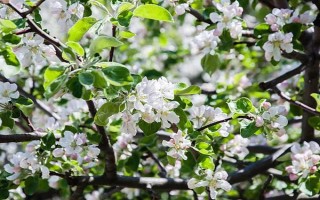 響富蘋果品種簡介，其優(yōu)質(zhì)果率高達90%以上