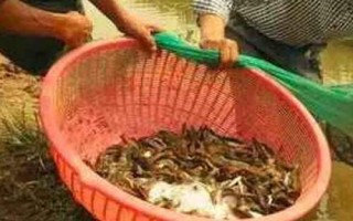 捉泥鰍絕招，可采用網(wǎng)捕法、籠捕法和挖捕法
