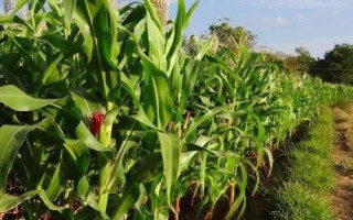 GD2002玉米種子特征特性，密度5000株/畝左右