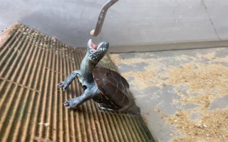 草龜可以和什么龜一起養(yǎng)，可以和黃喉龜、刀背麝香龜一起養(yǎng)