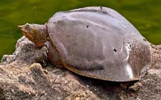 老鱉吃什么，主要以水生昆蟲、蝌蚪和小蝦等為食