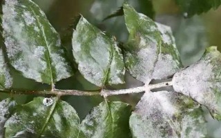 月季白粉病的癥狀，初期葉片會(huì)皺縮反卷、變厚