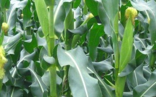 云天3號(hào)玉米品種簡(jiǎn)介，高抗莖腐病（0%HR）