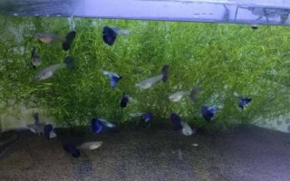 養(yǎng)孔雀魚多久換一次水，換水量不能太大