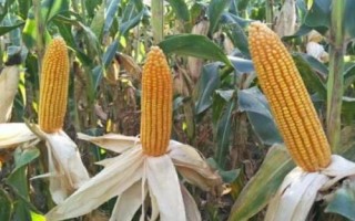 山玉12（區(qū)試名稱：SF1702）玉米種簡介，生育期127.5天