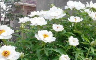白牡丹的養(yǎng)殖方法，栽種后無需灌水