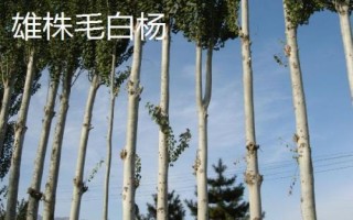 農(nóng)民種什么樹比較有前景，皂角樹、速生法桐、紅葉石楠等樹種均可選擇