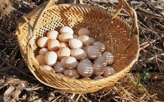 蘆花雞和普通雞有什么區(qū)別，品種、外觀均不同