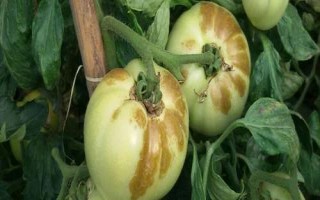 西紅柿醬油果的原因，可能是缺鈣或管理不到位造成的