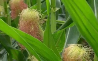 蘇玉32玉米種子簡介，一般4月初播種
