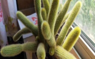 黃金鈕的花語，寓意美好、溫暖的家庭等