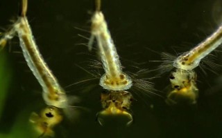 羅非魚吃不吃草，草是羅非魚的主要食物來源