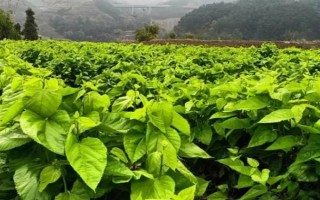 春季防治桑園病蟲害的方法，根據(jù)病蟲害的類型使用對應(yīng)藥物