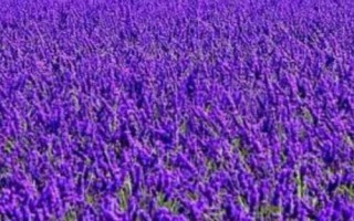 蚊子怕什么，懼怕蚊香、殺蟲劑等化學(xué)物品