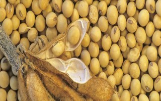 登科10號大豆品種的特性，低肥力地塊2.2萬株/畝