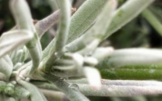 植物的葉片上有白色絨毛怎么辦，可能是發(fā)生了霜霉病、白粉病、介殼蟲等病蟲害