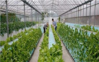 農(nóng)民種什么樹比較有前景，皂角樹、速生法桐、紅葉石楠等樹種均可選擇