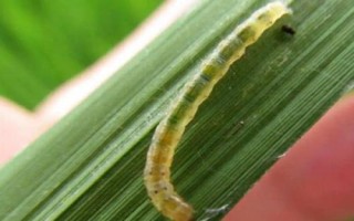 稻縱卷葉螟什么時(shí)候防治效果好，7月上中旬至8月中旬進(jìn)行