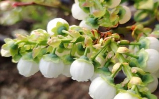 藍(lán)莓會(huì)不會(huì)開(kāi)黃花，通常不會(huì)開(kāi)出黃色花