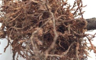 茶花根爛的原因，盆土、澆水、施肥不當(dāng)均會(huì)導(dǎo)致