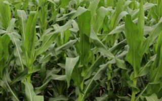 原玉甜819玉米種簡介，基肥應(yīng)每畝施45千克