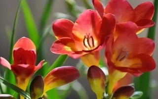 香雪蘭的花語，寓意純潔、幸福等