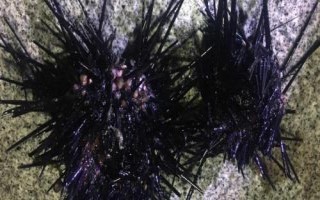 我國海膽的產(chǎn)地，產(chǎn)地為海南島、大連等沿海地區(qū)