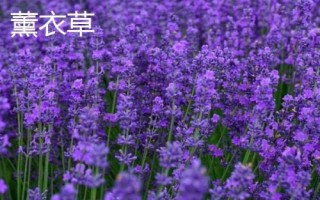 薰衣草和馬鞭草的區(qū)別，薰衣草的花序呈輪傘狀