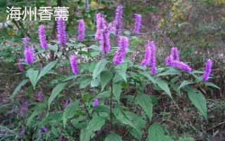 哪些植物可以探測(cè)黃金，主要有以下5種